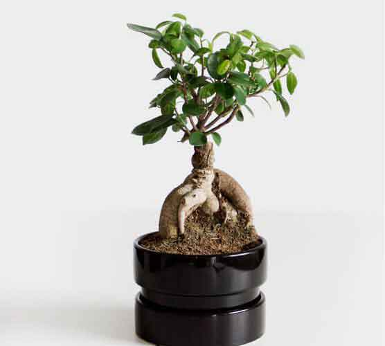 软件激活中心的短信轰在线轰炸免费网站