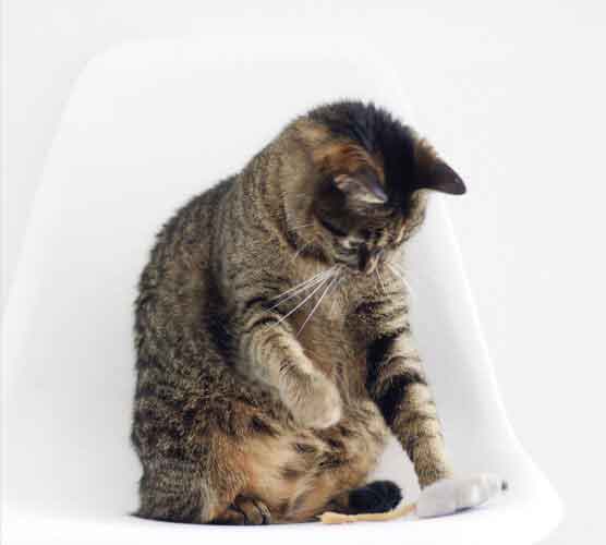 短信轰在线轰炸免费下载